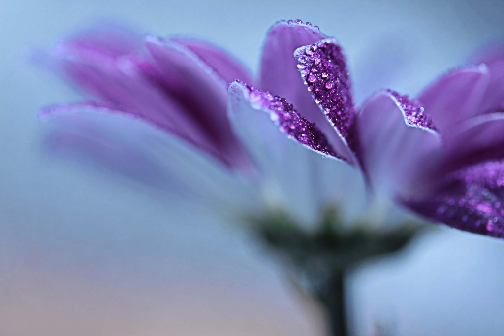 Purple flower representing gaslighting, self-doubt, emotional confusion, and the process of learning to trust yourself again.