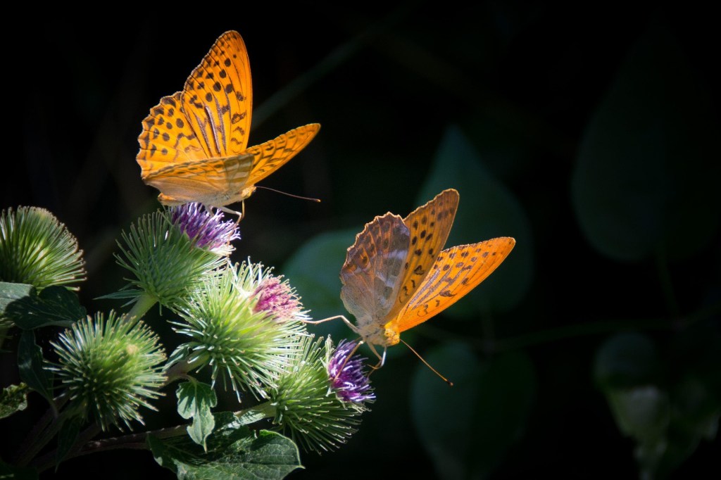 Butterflies representing emotional healing and recognizing unhealthy relationship patterns