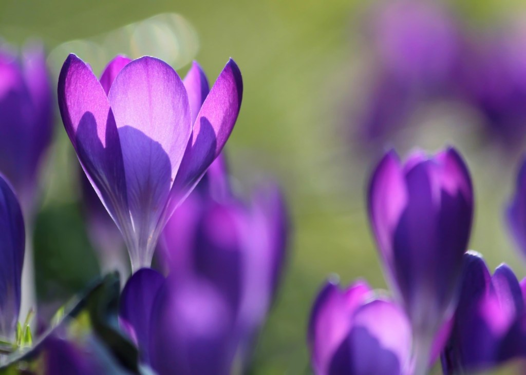 Purple flower symbolizing gaslighting, emotional confusion, self-doubt, and the gradual process of trusting your own perceptions again.