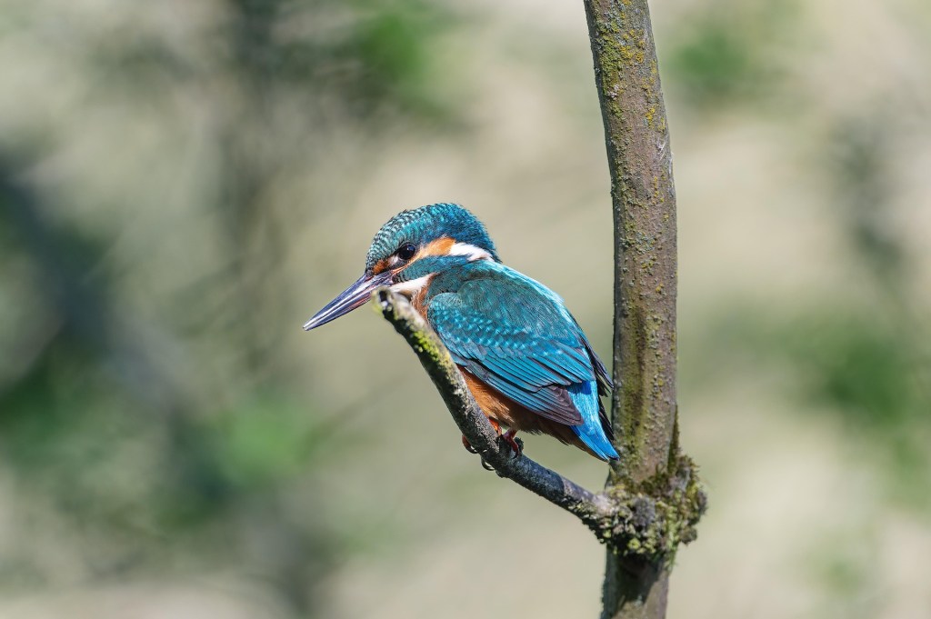 Beautiful bird representing emotional healing and recognizing unhealthy relationship patterns