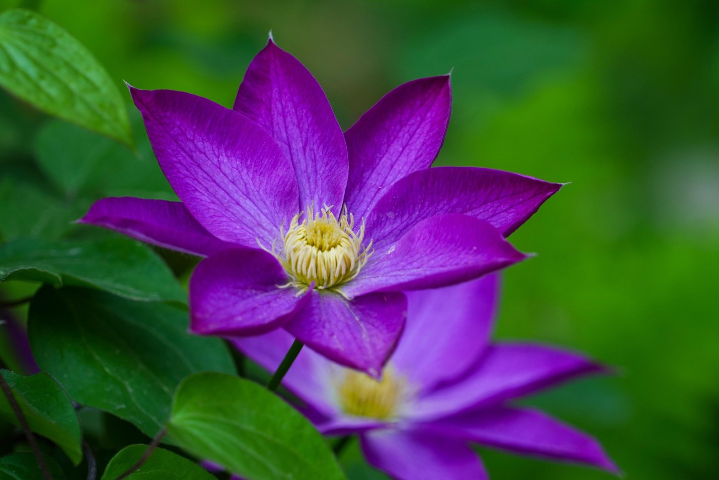 Purple flower image used with a post about gaslighting, symbolizing confusion, self-doubt, and learning to trust your own reality again.